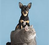 Animale de companie